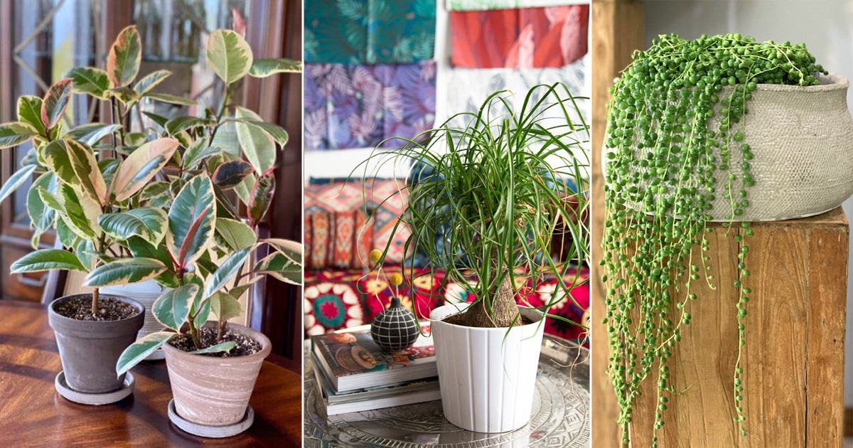 House Plants That Do Not Need A Lot Of Water ⋆ Plummer Family Show