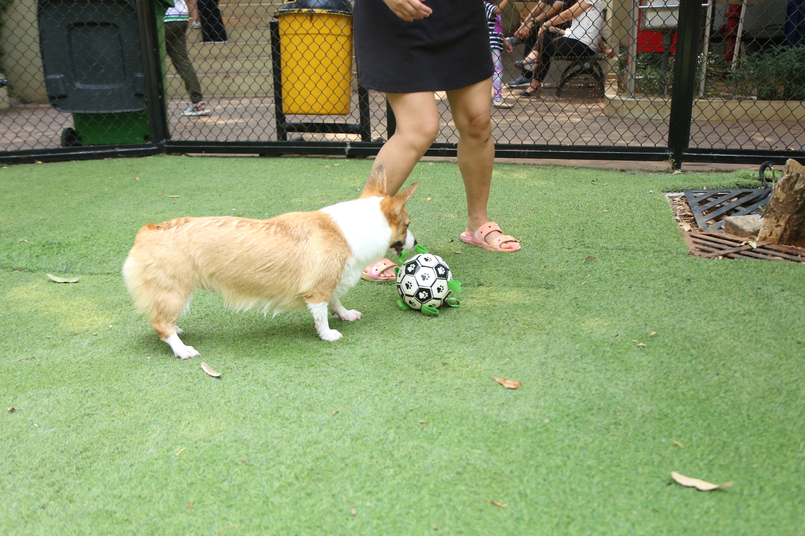 Best Dog Sports And Physical Games: Fun Ways To Keep Your Pet Active (Without Forcing It)